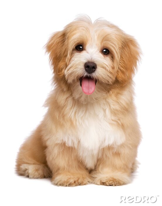 Poster  Photo d'un chiot souriant