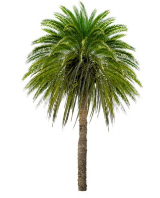 Poster  Photo d'un palmier aux feuilles vert vif