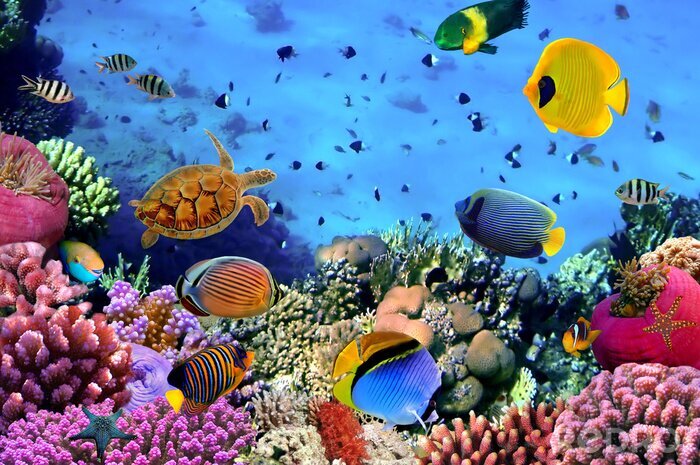 Poster  Photo d'une colonie de corail