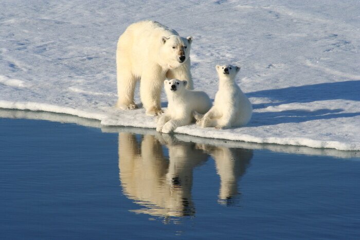 Poster  Photo de famille