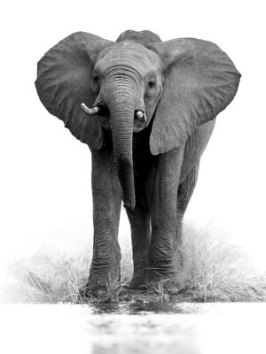 Photo en noir et blanc d'un éléphant d'Afrique