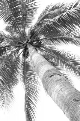 Photo en noir et blanc d'un palmier d'en bas