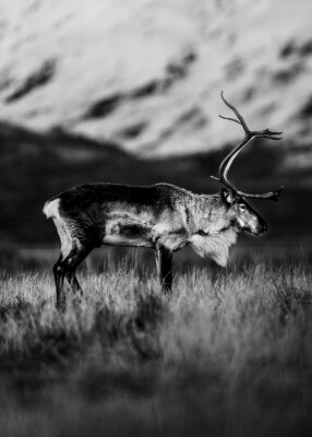 Poster  Photo en noir et blanc d'un renne dans une prairie de montagne