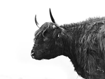 Poster  Photo en noir et blanc d'une vache vue de côté