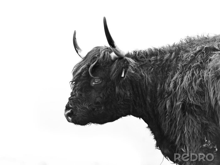 Poster  Photo en noir et blanc d'une vache vue de côté