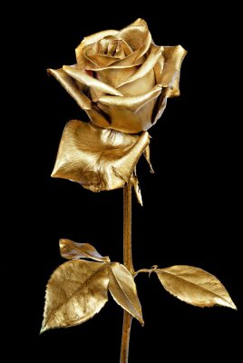 Poster  Photo exceptionnelle d'une rose dorée