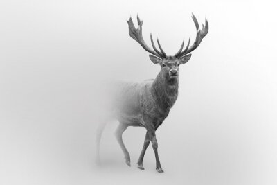 Photo minimaliste d'un cerf aux tonalités de gris