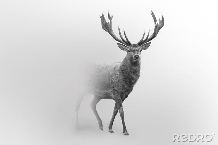 Poster  Photo minimaliste d'un cerf aux tonalités de gris