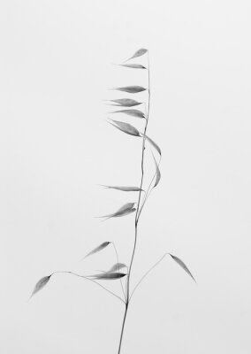 Poster  Photo minimaliste d'un épi d'herbe