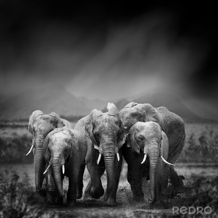 Poster  Photo noir et blanc éléphants