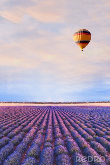 Poster  Photographie avec une montgolfière au-dessus d'un champ de lavande