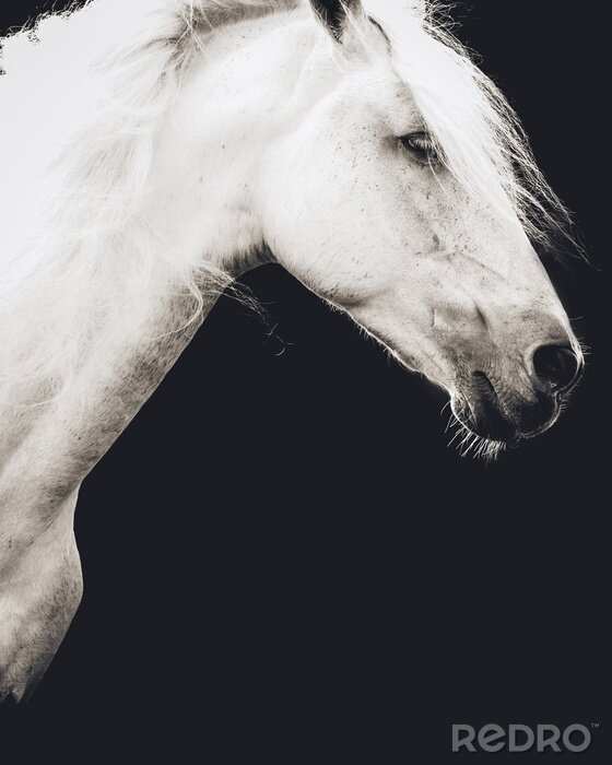 Poster  Photographie d'un cheval blanc