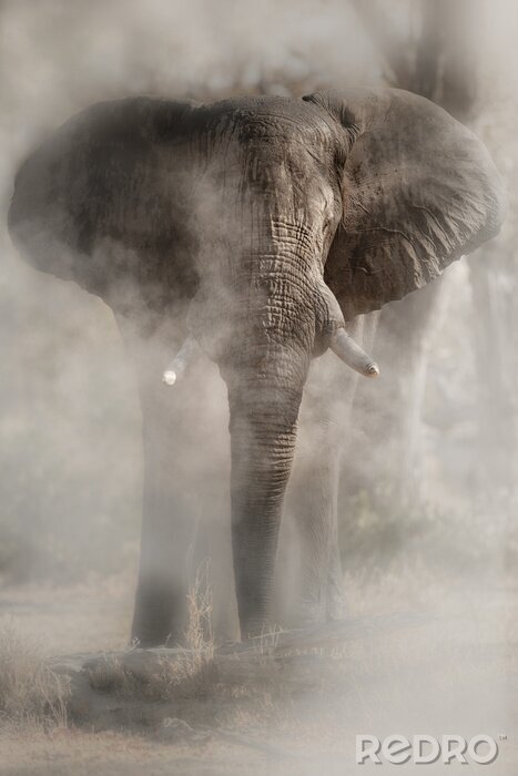 Poster  Photographie d'un éléphant dans un nuage de poussière