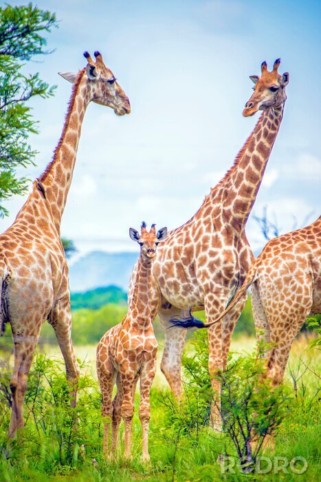 Poster  Photographie d'un groupe de girafes