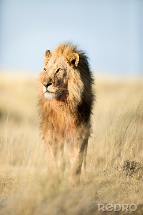 Poster  Photographie d'un lion dans la savane