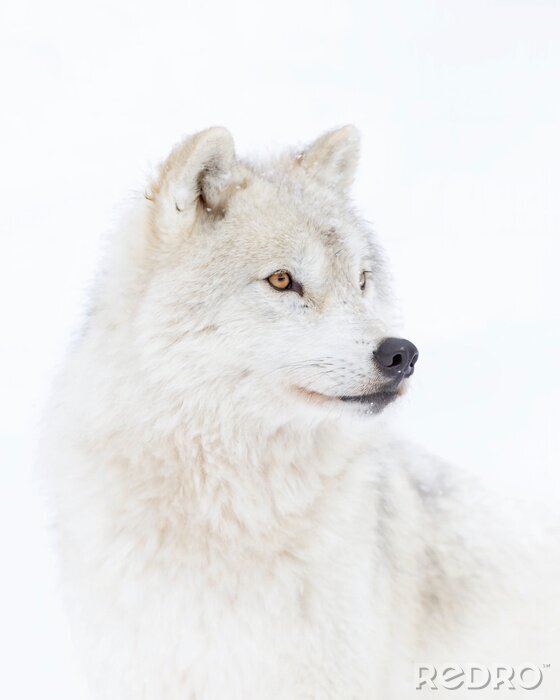 Poster  Photographie d'un loup arctique