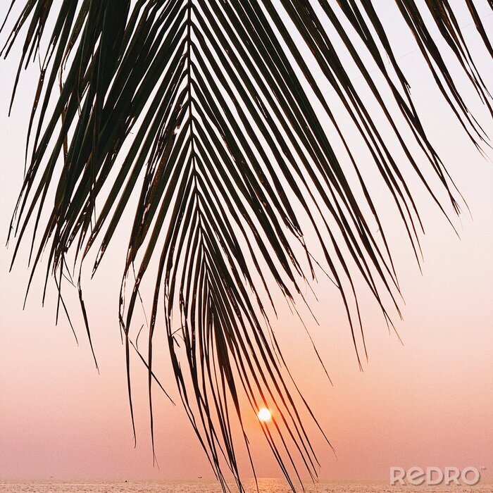 Poster  Photographie d'un palmier aven le soleil en fond