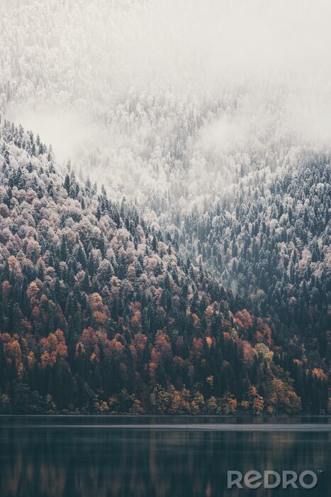 Poster  Photographie d'une forêt couverte de neige