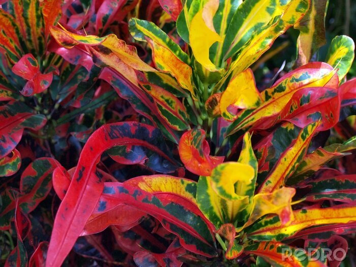 Poster  Photographie de feuilles colorées