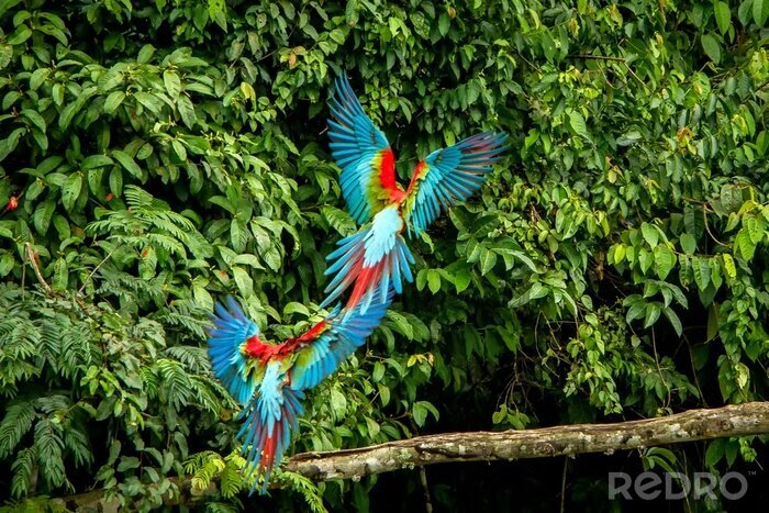 Poster  Photographie de perroquets en plein vol
