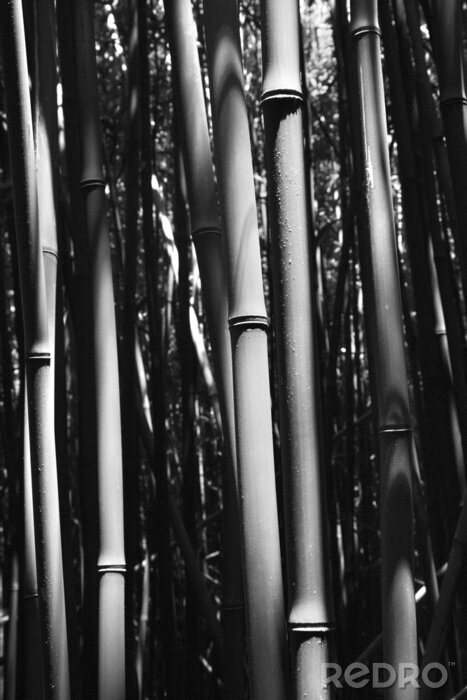 Poster  Photographie en noir et blanc de bambou