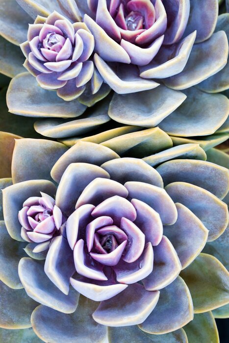 Poster  Photographie moderne de succulentes