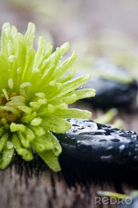 Poster  Pierres avec des gouttes d'eau