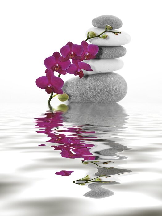 Poster  Pierres et orchidée enlaçant la composition