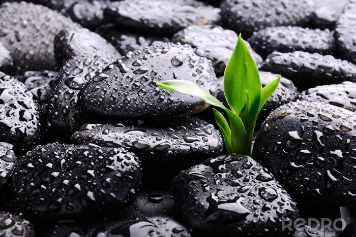 Poster  Pierres noires et gouttes d'eau
