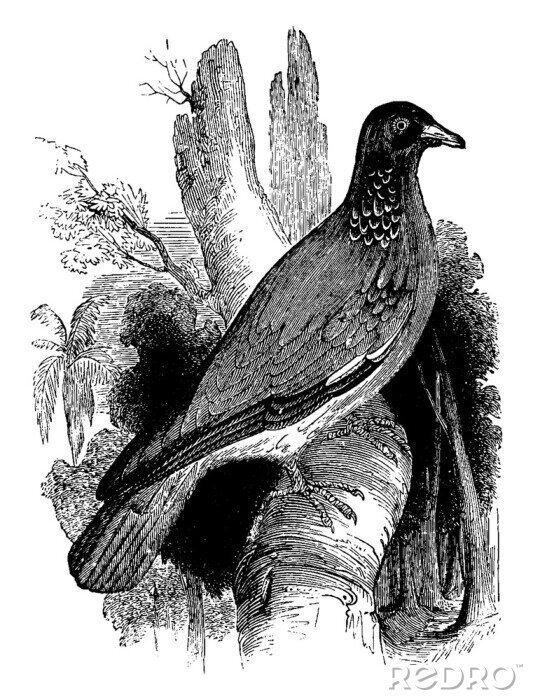 Poster  Pigeon assis sur une branche