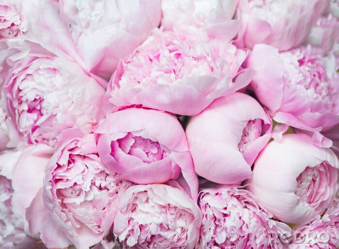 Poster  Pink peonies blossom background. Flowers..