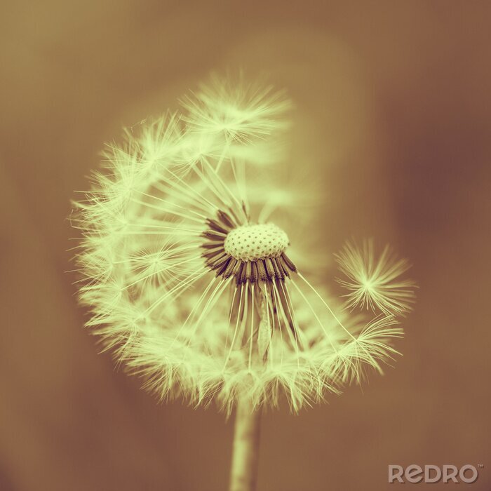 Poster  Pissenlit aux couleurs vintage