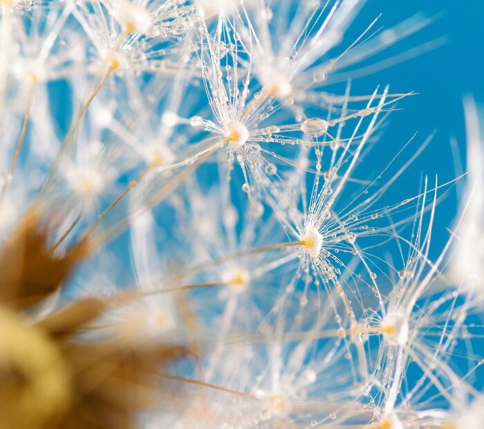 Poster  Pissenlit, ciel et rosée