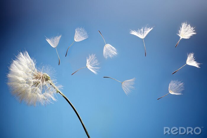 Poster  Pissenlit emporté par le vent