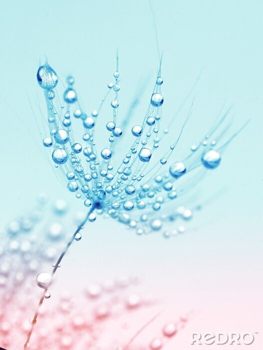 Poster  Pissenlit et gouttes de pluie