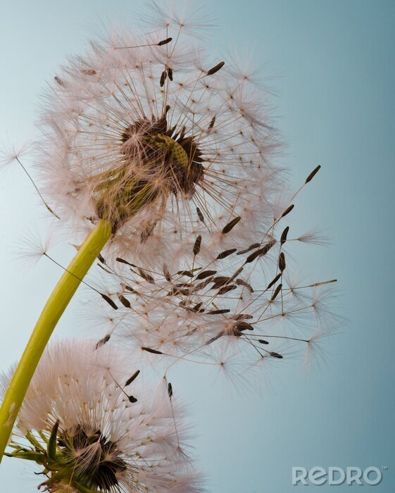 Poster  Pissenlit sur un ciel dégagé