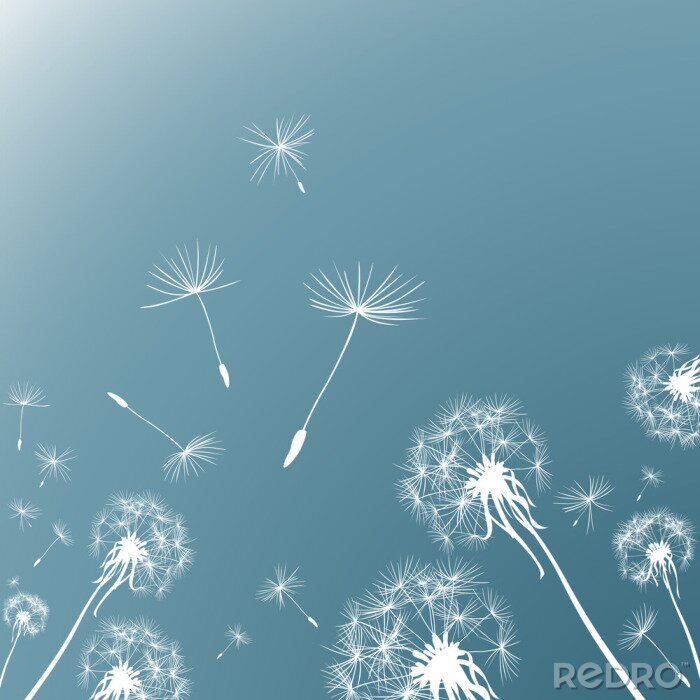 Poster  Pissenlits blancs sur le ciel représentation graphique