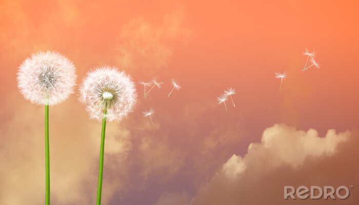 Poster  Pissenlits sur fond de ciel rose