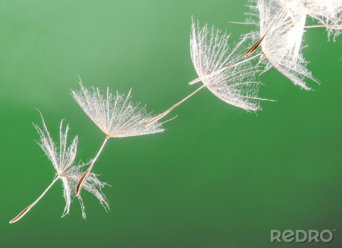 Poster  Pissenlits sur fond vert