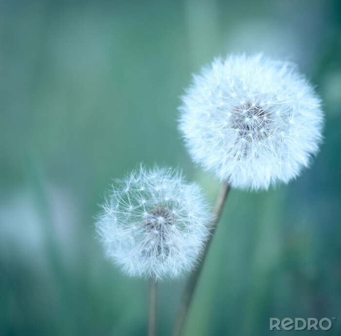 Poster  Pissenlits sur l'herbe foncée