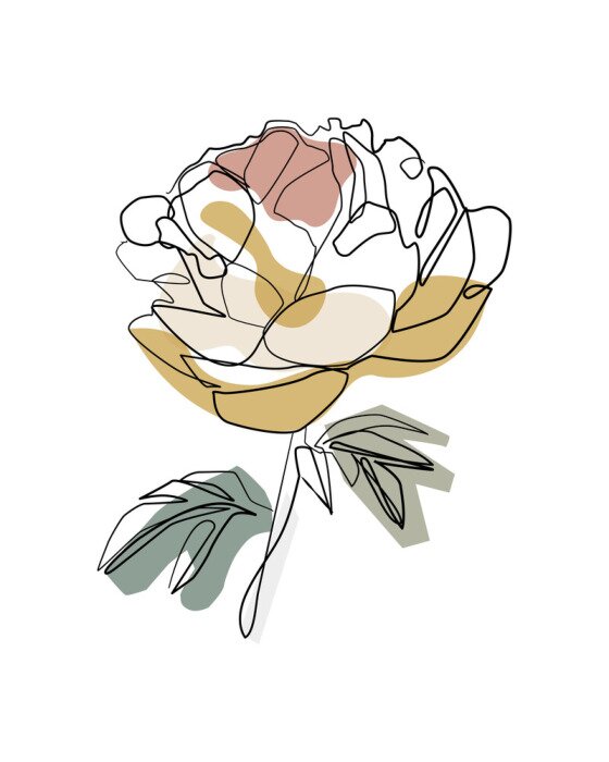 Poster  Pivoine aux contours noirs