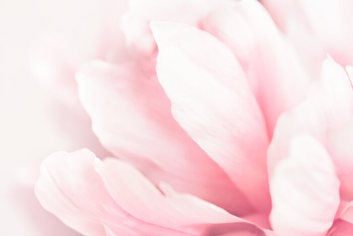 Poster  Pivoine la délicatesse des pétales