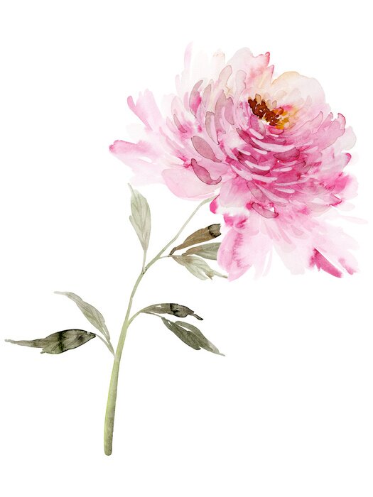 Poster  Pivoine ombragée sur une tige verte