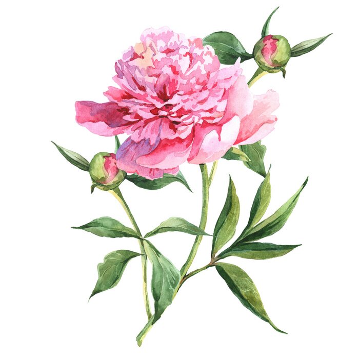 Poster  Pivoine sur une tige avec deux bourgeons