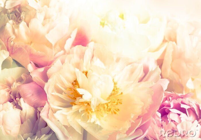 Poster  Pivoines au soleil