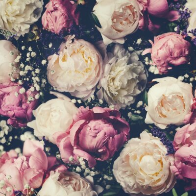 Pivoines et gypsophiles sur fond sombre