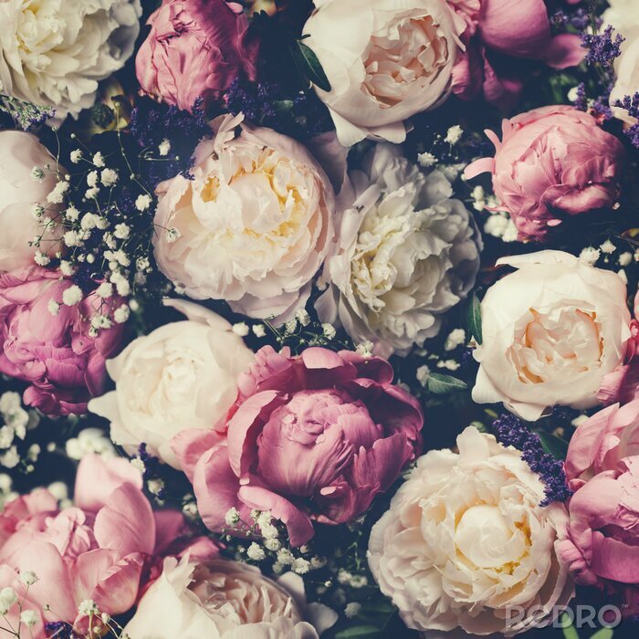 Poster  Pivoines et gypsophiles sur fond sombre