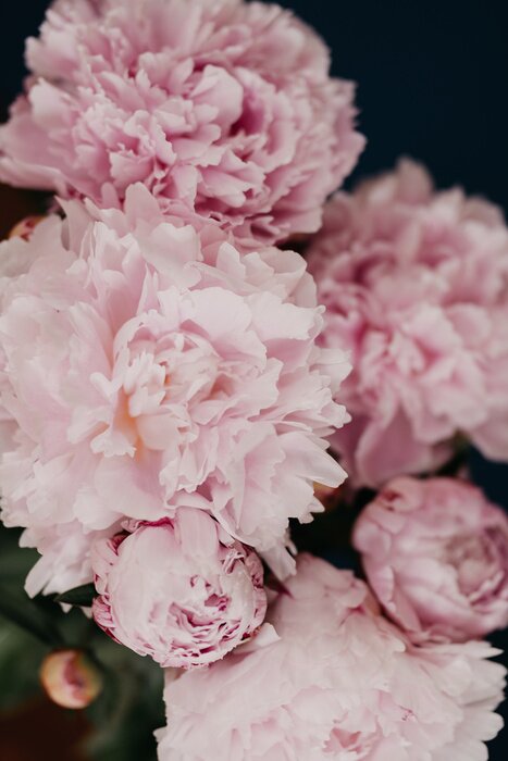 Poster  Pivoines roses aux pétales déchirés