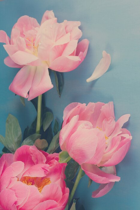 Poster  Pivoines roses près du mur bleu