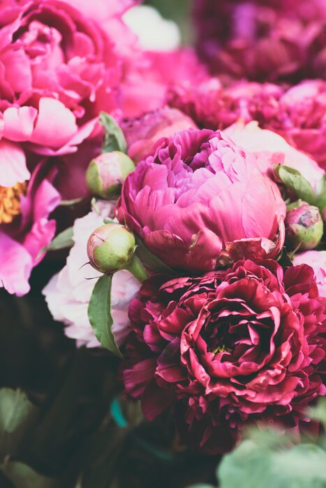 Poster  Pivoines roses saturées de couleurs